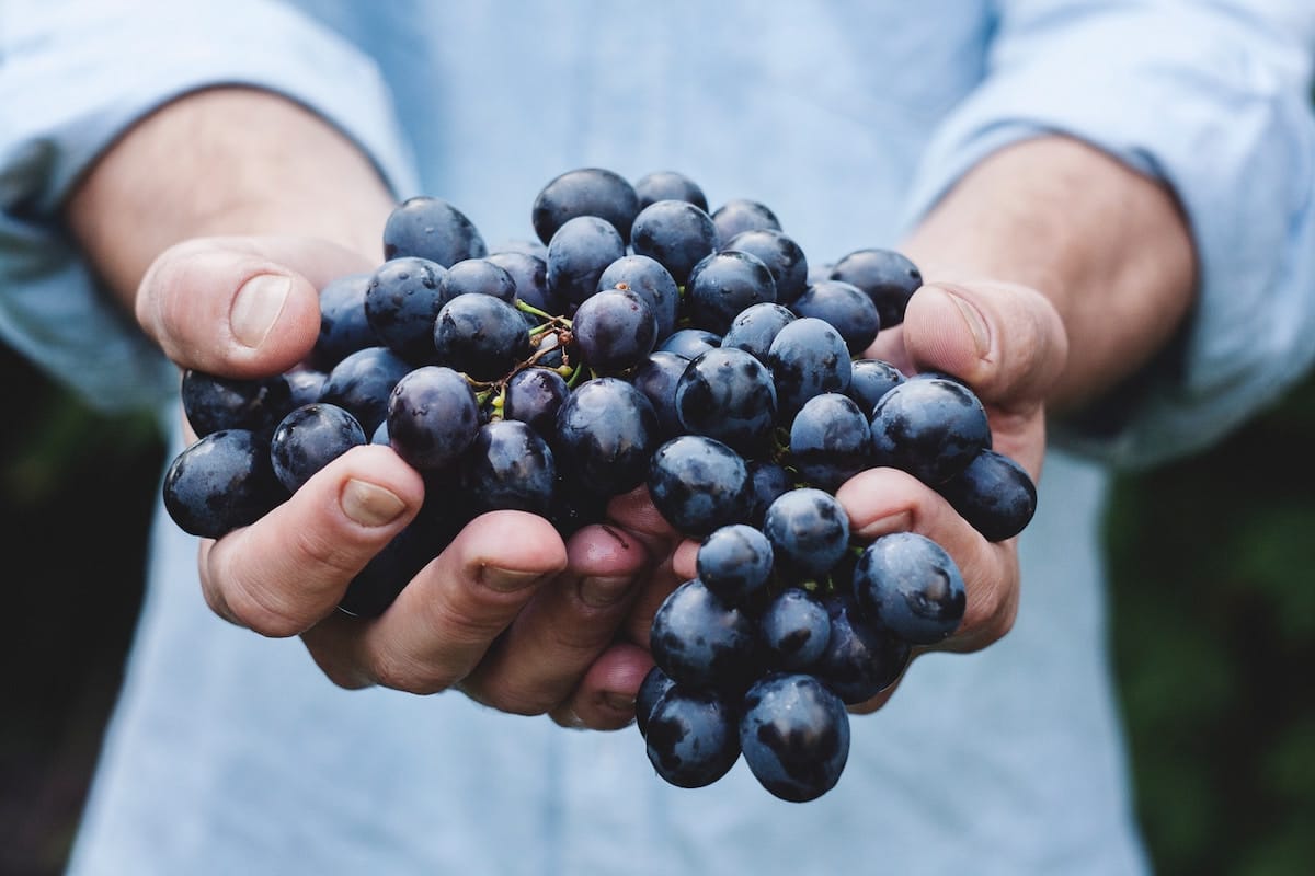 photo of someone holding wine grapes